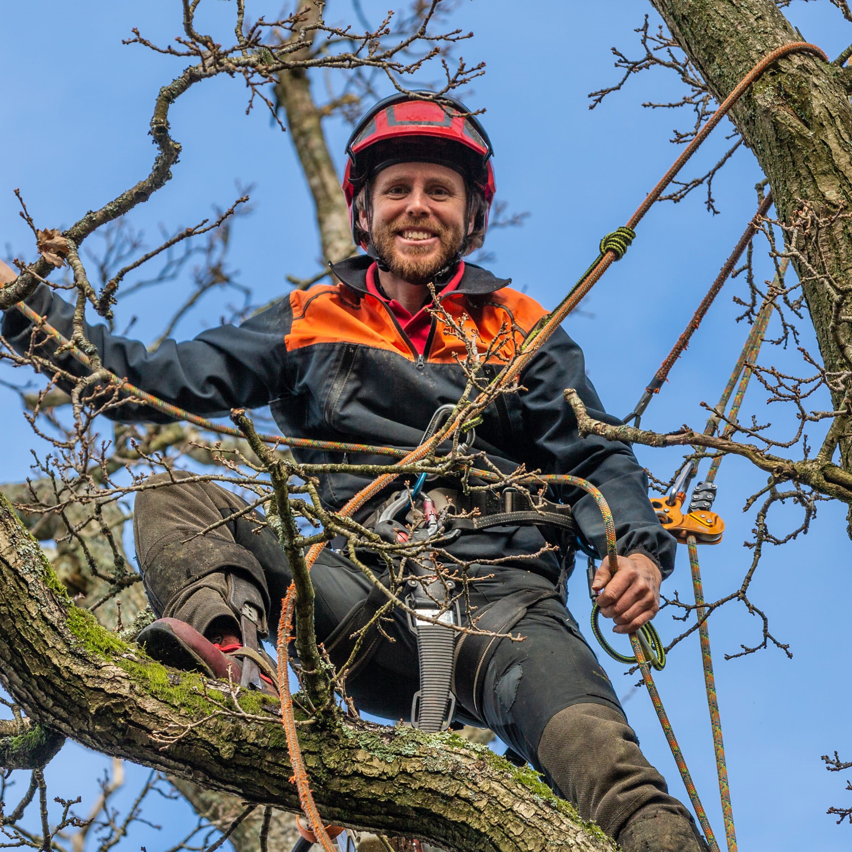 Professional tree surgeons lsr tree surgery kent and sussex